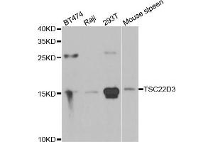 Western blot analysis of extracts of various cell lines, using TSC22D3 antibody (ABIN5974107) at 1/1000 dilution. (TSC22D3 Antikörper)
