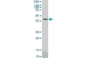 PBK monoclonal antibody (M04), clone 3F7. (PBK Antikörper  (AA 1-322))