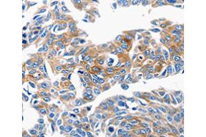 Immunohistochemistry (IHC) image for anti-Chemokine (C-C Motif) Ligand 6 (CCL6) antibody (ABIN2425645) (CCL6 Antikörper)