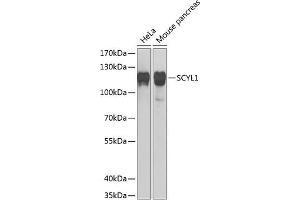 Western blot analysis of extracts of various cell lines, using SCYL1 Antibody  at 1:1000 dilution. (SCYL1 Antikörper  (AA 460-740))