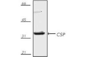 Western blot analysis of mouse brain tissue extract, probed with CSP, pAb. (DNAJC5 Antikörper  (C-Term))