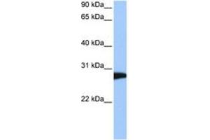 Image no. 1 for anti-N-Ethylmaleimide-Sensitive Factor (NSF) (AA 662-711) antibody (ABIN6744481) (NSF Antikörper  (AA 662-711))