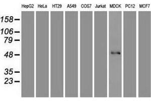 Western blot analysis of extracts (35 µg) from 9 different cell lines by using anti-FOXA1 monoclonal antibody. (FOXA1 Antikörper  (AA 1-473))