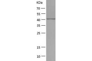 Western Blotting (WB) image for Retinoblastoma Binding Protein 4 (RBBP4) (AA 1-425) protein (His tag) (ABIN7124842) (Retinoblastoma Binding Protein 4 Protein (RBBP4) (AA 1-425) (His tag))