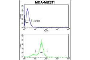 Flow cytometry analysis of MDA-MB231 cells (bottom histogram) compared to a negative control cell (top histogram). (CPN2 Antikörper  (N-Term))