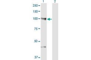 Western Blot analysis of NEDD9 expression in transfected 293T cell line by NEDD9 monoclonal antibody (M01A), clone 1B4. (NEDD9 Antikörper  (AA 101-200))