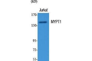 Western Blot (WB) analysis of specific cells using MYPT1 Polyclonal Antibody. (PPP1R12A Antikörper  (Thr103))