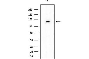 anti-Ribosomal Protein S6 Kinase A4 (RPS6KA4) (Internal Region) antibody