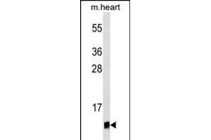 UBL5 Antibody (ABIN1539868 and ABIN2843841) western blot analysis in mouse heart tissue lysates (35 μg/lane). (UBL5 Antikörper)