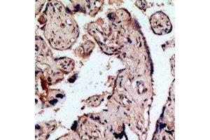 Immunohistochemical analysis of Endothelin B Receptor staining in human placenta formalin fixed paraffin embedded tissue section. (EDNRB Antikörper  (N-Term))