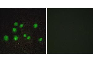 Peptide - +Immunofluorescence analysis of A549 cells, using ELOA2 antibody. (TCEB3B Antikörper)