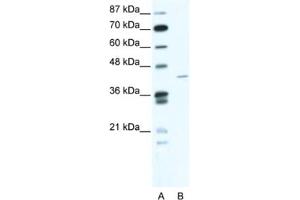 Western Blotting (WB) image for anti-Zinc Finger Protein 568 (ZNF568) antibody (ABIN2461069) (ZNF568 Antikörper)