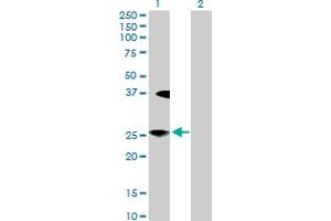 Western Blot analysis of LFNG expression in transfected 293T cell line by LFNG MaxPab polyclonal antibody. (LFNG Antikörper  (AA 1-250))