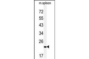 Western blot analysis of COPZ2 Antibody in mouse spleen tissue lysates (35ug/lane) (COPZ2 Antikörper  (C-Term))