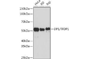 Western blot analysis of extracts of various cell lines, using DP1/TFDP1 Rabbit mAb (ABIN7270891) at 1:1000 dilution. (DP1 Antikörper)