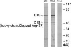 Western blot analysis of extracts from 293/HeLa cells, treated with etoposide 25uM 1h, using C1S (heavy chain,Cleaved-Arg437) Antibody. (C1S Antikörper  (Cleaved-Arg437))