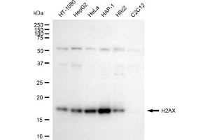 Western blotting analysis using H2AX antibody (ABIN7798826).