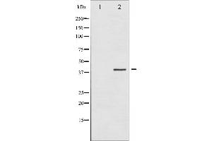 Western blot analysis of AurB expression in Nocodazole treated COS7 whole cell lysates,The lane on the left is treated with the antigen-specific peptide.