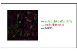 Spectral Confocal Microscopy of CHO cells using K? (EPH Receptor A2 Antikörper)