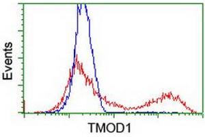 HEK293T cells transfected with either RC201134 overexpress plasmid (Red) or empty vector control plasmid (Blue) were immunostained by anti-TMOD1 antibody (ABIN2454774), and then analyzed by flow cytometry. (Tropomodulin 1 Antikörper)