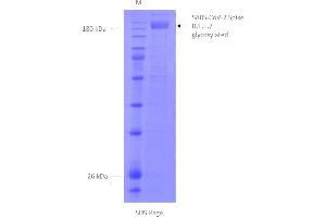 SDS-Page of purified SPIKE in detergent mycelle. (SARS-CoV-2 Spike Protein (B.1.1.7 - alpha) (rho-1D4 tag))