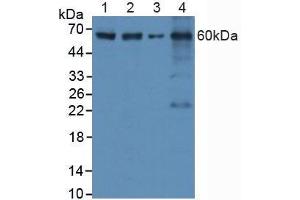 Western blot analysis of (1) Human HeLa cells, (2) Human HepG2 Cells, (3) Mouse RAW2647 Cells and (4) Mouse Spleen Tissue. (Caspase 8 Antikörper  (AA 385-479))