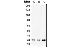 Western blot analysis of HOXD12 expression in A549 (A), HuvEc (B), NIH3T3 (C) whole cell lysates.