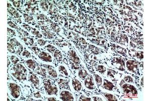 Immunohistochemistry (IHC) analysis of paraffin-embedded Human Stomach, antibody was diluted at 1:100. (PPP1R15B Antikörper  (Internal Region))