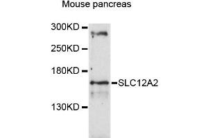 Western blot analysis of extracts of mouse pancreas, using SLC12A2 antibody (ABIN4905174) at 1:3000 dilution. (SLC12A2 Antikörper)