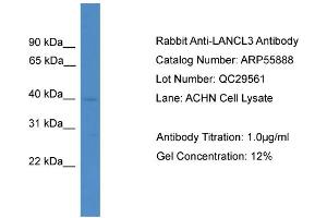 WB Suggested Anti-LANCL3  Antibody Titration: 0. (LANCL3 Antikörper  (C-Term))