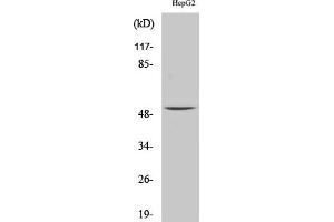 Western Blot analysis of HepG2 cells using MMP-1 Polyclonal Antibody diluted at 1:1000.