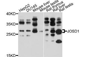 Western blot analysis of extracts of various cell lines, using JOSD1 antibody (ABIN4904114) at 1:1000 dilution. (JOSD1 Antikörper)