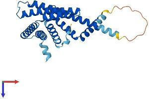 PEX11B Protein (AA 1-259) (His tag)