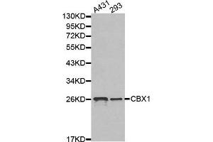 Western blot analysis of extracts of various cell lines, using CBX1 antibody. (CBX1 Antikörper  (AA 1-185))