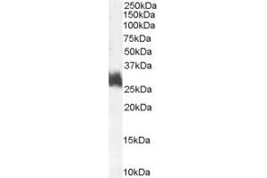 ABIN185649 (1µg/ml) staining of Human Bone Marrow lysate (35µg protein in RIPA buffer).