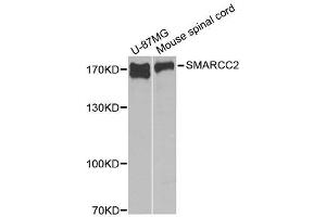 Western blot analysis of extracts of various cell lines, using SMARCC2 antibody. (SMARCC2 Antikörper  (AA 150-250))