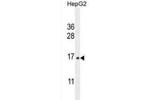 CST9 Antibody (C-term) western blot analysis in HepG2 cell line lysates (35µg/lane). (CST9 Antikörper  (C-Term))