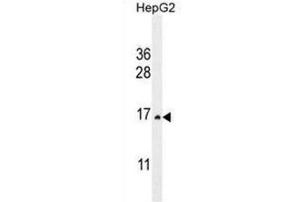 CST9 antibody  (C-Term)