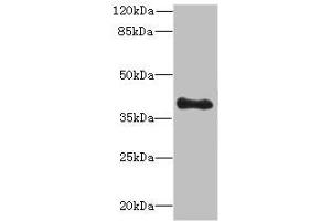 Western blot All lanes: TFEC antibody at 3 μg/mL + MDA-MB-231 whole cell lysate Secondary Goat polyclonal to rabbit IgG at 1/10000 dilution Predicted band size: 39, 36, 23, 32 kDa Observed band size: 39 kDa (TFEC Antikörper  (AA 1-197))