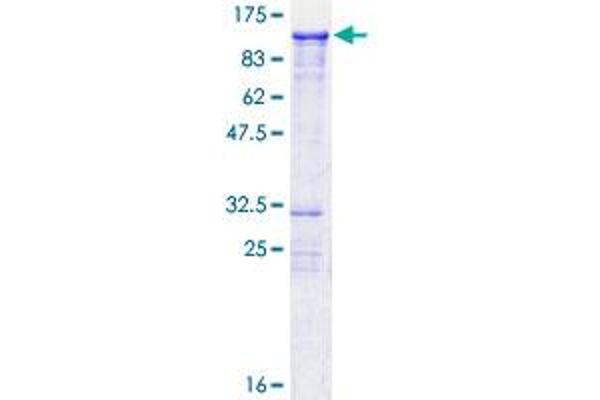 PLK1S1 Protein (AA 1-570) (GST tag)