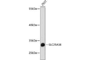 Western blot analysis of extracts of 293T cells, using SLC25 antibody (ABIN6128769, ABIN6147928, ABIN6147929 and ABIN6217136) at 1:3000 dilution. (SLC25A38 Antikörper  (AA 140-220))