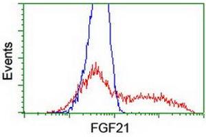 HEK293T cells transfected with either RC204538 overexpress plasmid (Red) or empty vector control plasmid (Blue) were immunostained by anti-FGF21 antibody (ABIN2454615), and then analyzed by flow cytometry. (FGF21 Antikörper  (AA 29-209))