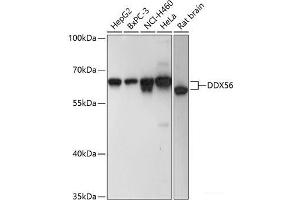 Western blot analysis of extracts of various cell lines using DDX56 Polyclonal Antibody at dilution of 1:3000. (DDX56 Antikörper)