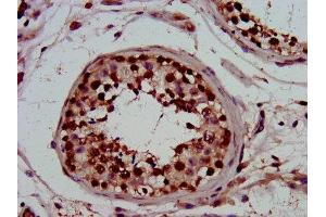 IHC image of ABIN7162855 diluted at 1:800 and staining in paraffin-embedded human testis tissue performed on a Leica BondTM system. (PIN4 Antikörper  (AA 1-131))
