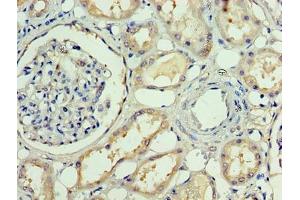 Immunohistochemistry (IHC) image for anti-Amyloid beta (A4) Precursor Protein (APP) (AA 18-270) antibody (ABIN7144042)