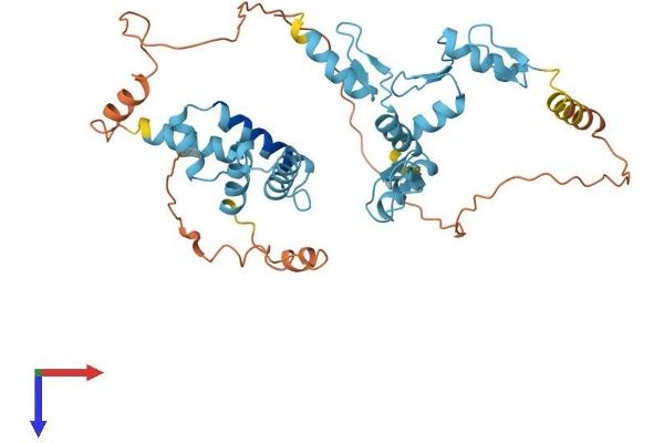 Zinc Finger and SCAN Domain Containing 9 (ZSCAN9) (AA 1-394) protein (His tag)