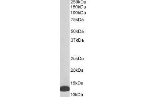 ABIN2563866 (0. (MIF Antikörper  (C-Term))