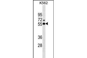 ESR2 Antibody (Center)(Ascites) ABIN1537698 western blot analysis in K562 cell line lysates (35 μg/lane). (ESR2 Antikörper  (AA 369-397))