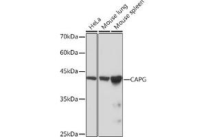 Western blot analysis of extracts of various cell lines, using CAPG Rabbit mAb (ABIN7266061) at 1:1000 dilution. (CAPG Antikörper)