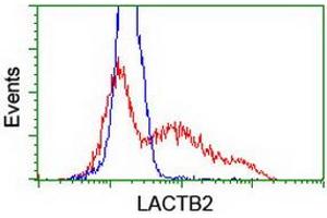 HEK293T cells transfected with either RC201465 overexpress plasmid (Red) or empty vector control plasmid (Blue) were immunostained by anti-LACTB2 antibody (ABIN2454343), and then analyzed by flow cytometry. (LACTB2 Antikörper)